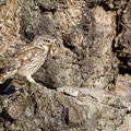 Steinkauz, Little Owl, Athene noctua, Cyprus, Paphos - Anarita Park Area, Mai 2018