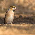 Coccothrausters coccothrausters - Hawfinch - Kernbeisser, Cyprus, Troodos, Dec. 2014