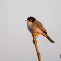 Sylvia melanocephala - Sardinian Warbler - Samtkopf-Grasmücke, Cyprus, Mandria, March 2016