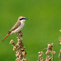 Lanius phoenicuroides, Rotschwanzwuerger, Red-tailed (Turkestan) Shrike, Cyprus, Mandria Beach, April 2016