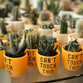 cactus, interior, interieur, fotografie, accessoires