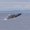 Norwegen & Spitzbergen Segelreisen