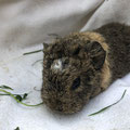 junges Meerschweinchen Weibchen 