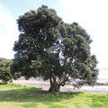 Baum bei "Tucks Bay"