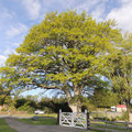 Schoener Baum