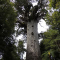 Der "Tāne Mahuta" (Lord of the Forest): Höchster und ältester noch lebender Kauribaum!