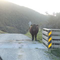 Kühe, Schafe, Ziegen... Alles auf den Straßen Neuseelands zu finden :D