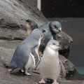 Blue Penguins!!