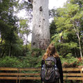 Julia staunt: Ein Baum mit 5 m Durchmesser (Stamm) und 51,2 m Höhe