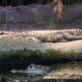 und Krokodile