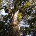 Noch ein Kauri Tree