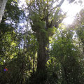 "Te Matua Ngahere" (Father of the Forest)