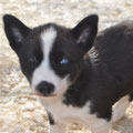 Siberian husky COSMO