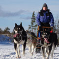 Huskytour in Lappland