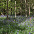 Bluebells (25/04/2017)