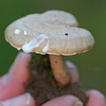 Fiery Milkcap showing milky secrection