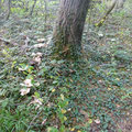 Trooping Funnel Ring (Clitocybe geotropa) 15/10/2017