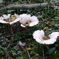 Trooping Funnel Ring (Clitocybe geotropa) 15/10/2017)