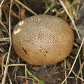 Scaly Earthball Scleroderma verrucosum