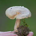 Fiery Milkcap Lacterius pyrogalus