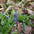 1st Bluebell 2012