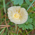 Yellow Fieldcap Bolbitius vitellinus