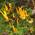 Yellow Stagshorn Calocera viscosa