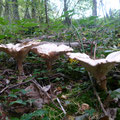 Trooping Funnel Ring (Clitocybe geotropa) 15/10/2017)