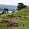 Scots Pines - Waldkiefern