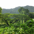 Regenwald auf Oahu