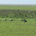 Störche in der Serengeti.