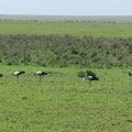 Störche in der Serengeti.