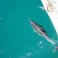 Un dauphin près du bateau