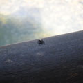 Une araignée-cafard mutante