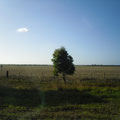 Bon c'est pas un eucalyptus mais on voit bien que c'est vide l'Australie !