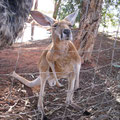 Notre premier kangourou de près avec sa tête de choutté :)