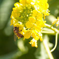 菜の花