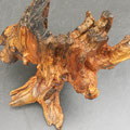 Quitte - 45 cm x 45 cm