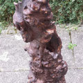 Maulbeere - 55 cm x 15 cm - Fundort: Korsika