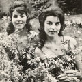 THE YOUNG SISTERS
