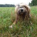 Wilma