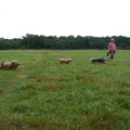 Wettrennen auf der Hundewiese