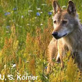 Wolf, Foto: NABU, S. Körner