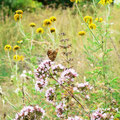 Wildblumenwiese mit Scheckenfalter, 2015, Foto: U. Postler