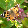 Distelfalter, auf Garten-Fetthenne, 2014, Foto: U. Postler