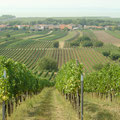 Blick von den Weingärten auf den Neusiedlersee