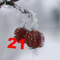 21.12. Geli, „Zieräpfelchen gefrostet“, CC-Lizenz (BY 2.0) http://creativecommons.org/licenses/by/2.0/de/deed.de