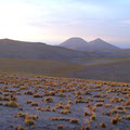 der Altiplano während dem Sonnenuntergang