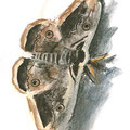 Grand paon de nuit, Brenne mai 2005