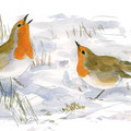 Rouge-gorges en parade agressive,  erythacus rubecula, aquarelle